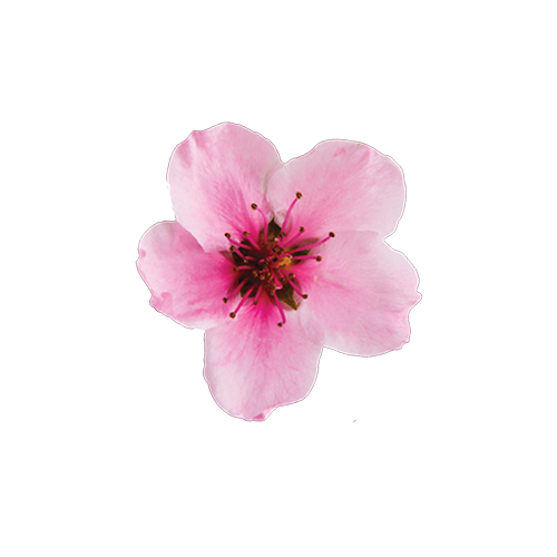 cherry blossom flower