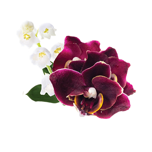 Dark Cherry Orchid